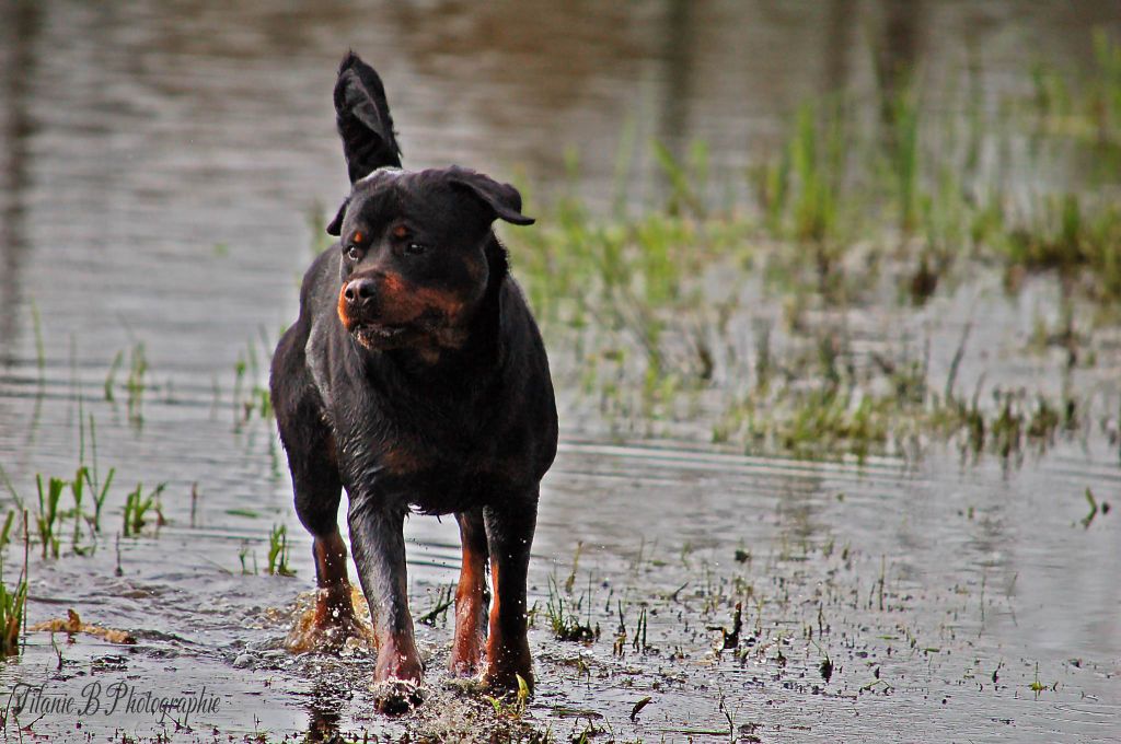 Pitta Sovereign Breed